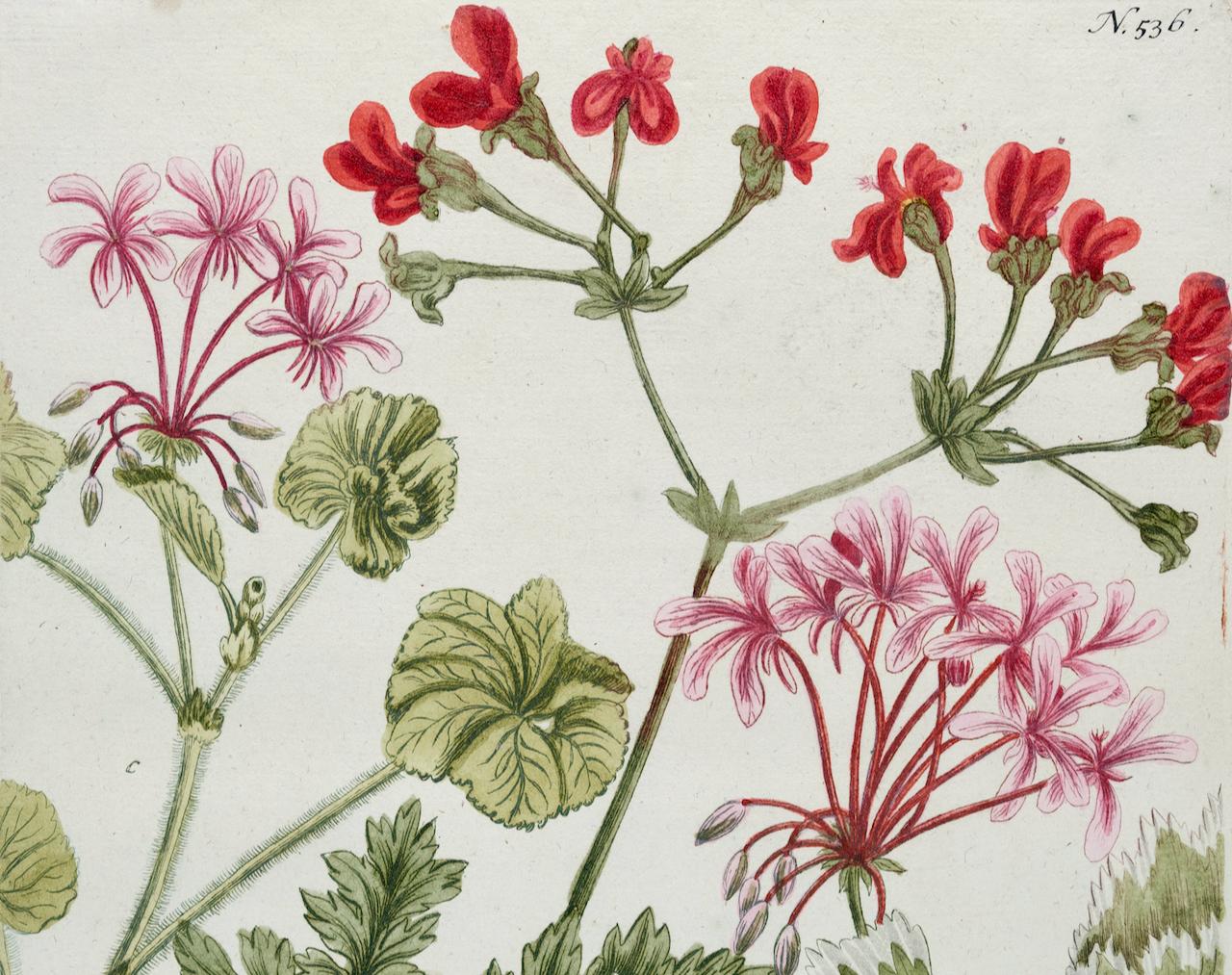 Geranium rouge : une gravure botanique du 18e siècle colorée à la main par J. Weinmann - Naturalisme Print par Johann Wilhelm Weinmann