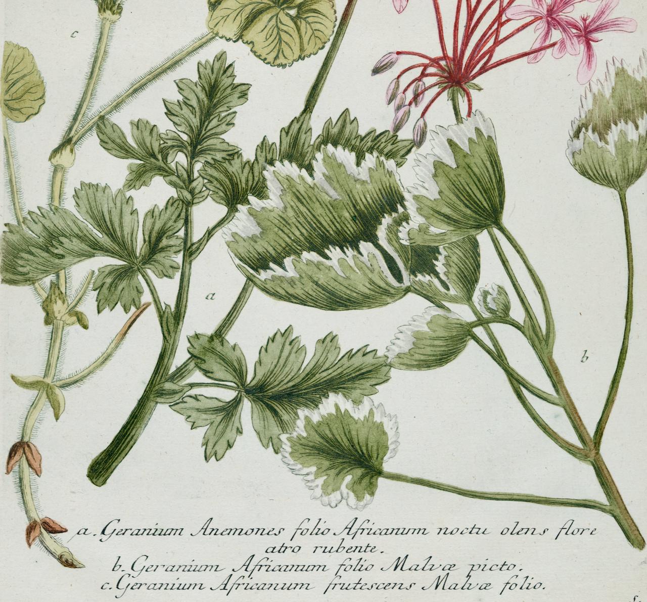 Es handelt sich um einen originalen, antiken, kolorierten botanischen Schabkunststich von blühenden roten Geranien, der mit Handkolorierung versehen ist. Es trägt den Titel 