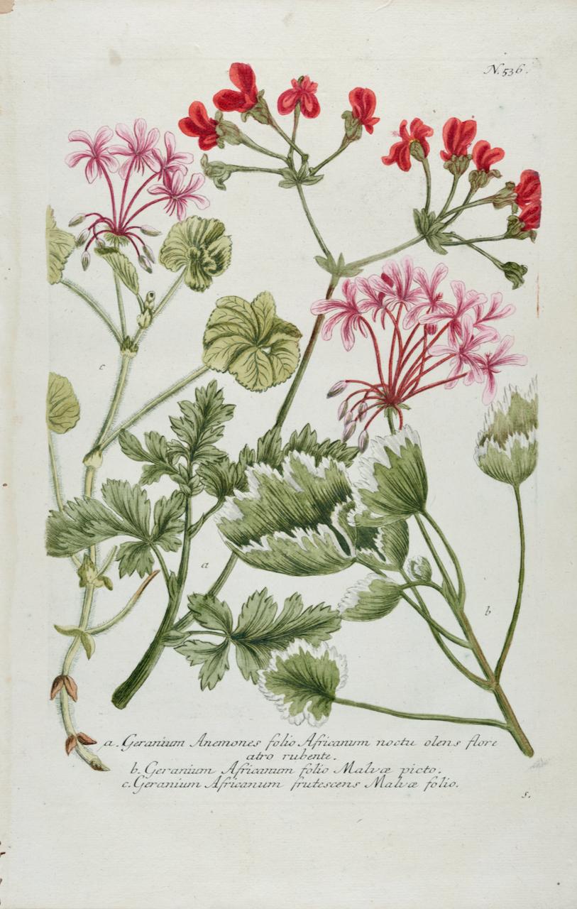 Johann Wilhelm Weinmann Still-Life Print – Roter Geranien: Eine handkolorierte botanische Gravur aus dem 18. Jahrhundert von J. Weinmann
