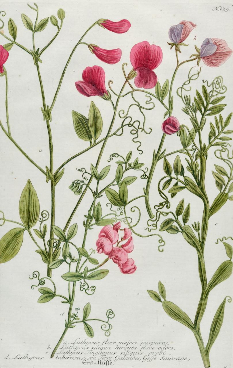 Sweet Pea : gravure botanique colorée à la main du 18e siècle par Weinmann - Print de Johann Wilhelm Weinmann