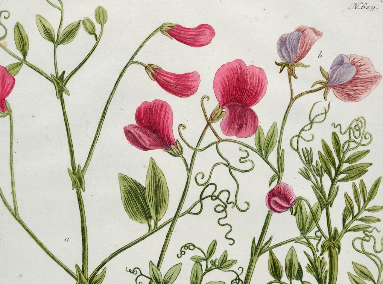 Le pois de senteur rouge : Gravure botanique du XVIIIe siècle colorée à la main par J. Weinmann - Naturalisme Print par Johann Wilhelm Weinmann