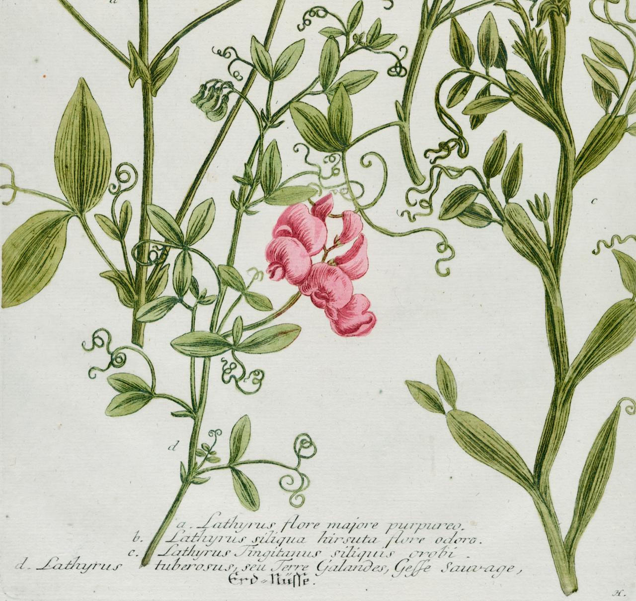 Il s'agit d'une gravure botanique ancienne colorée en mezzotinte et au trait représentant des pois de senteur rouges en fleurs, finie avec un coloriage à la main. Elle est intitulée 