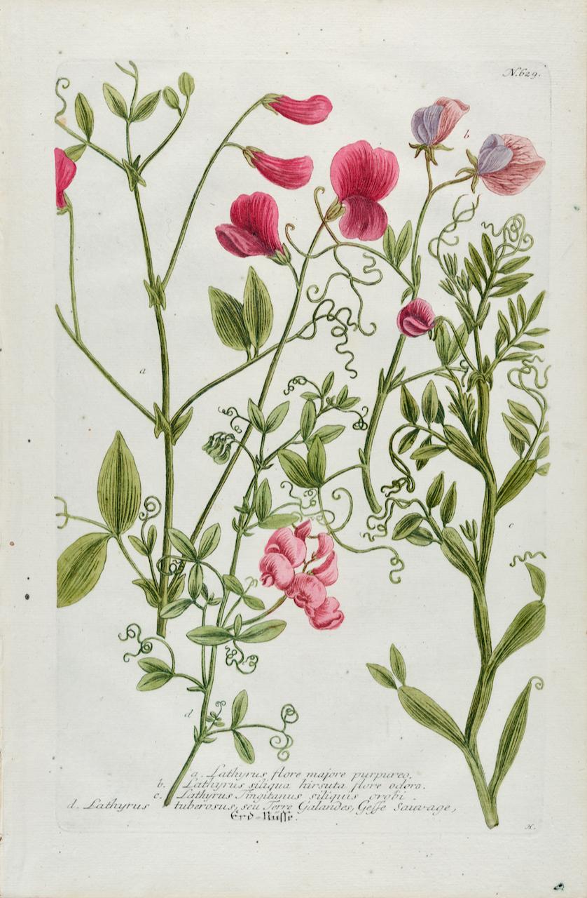 Johann Wilhelm Weinmann Landscape Print - Red Sweet Pea: An 18th Century Hand-colored Botanical Engraving by J. Weinmann