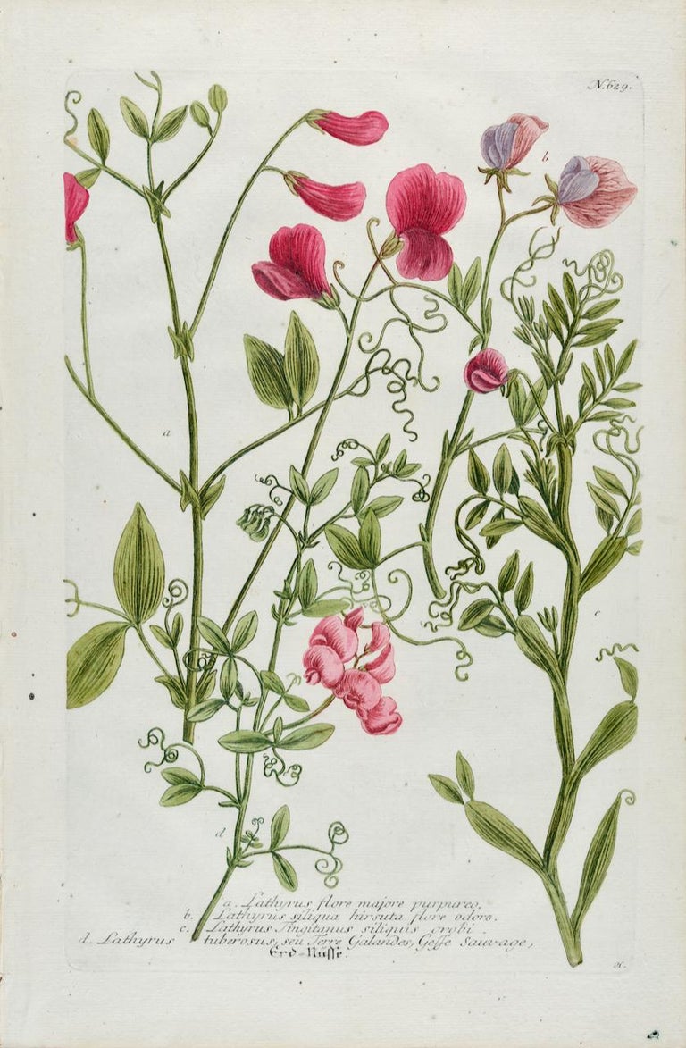 sweet pea botanical drawing