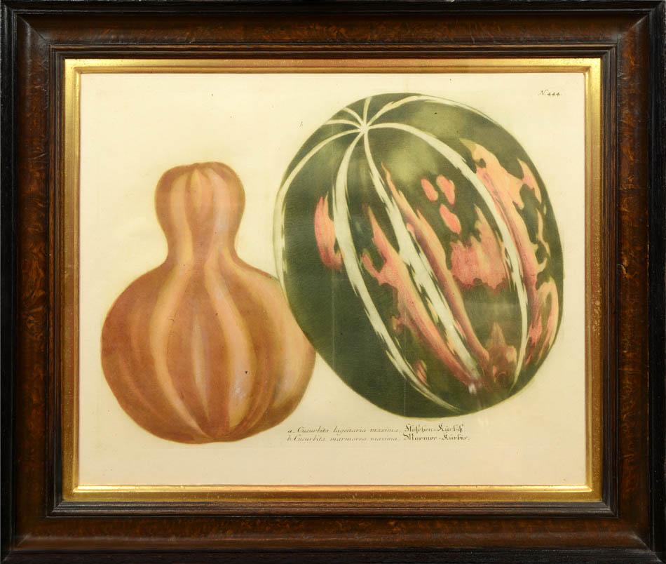 Juego de cuatro calabazas - Print de Johann Wilhelm Weinmann