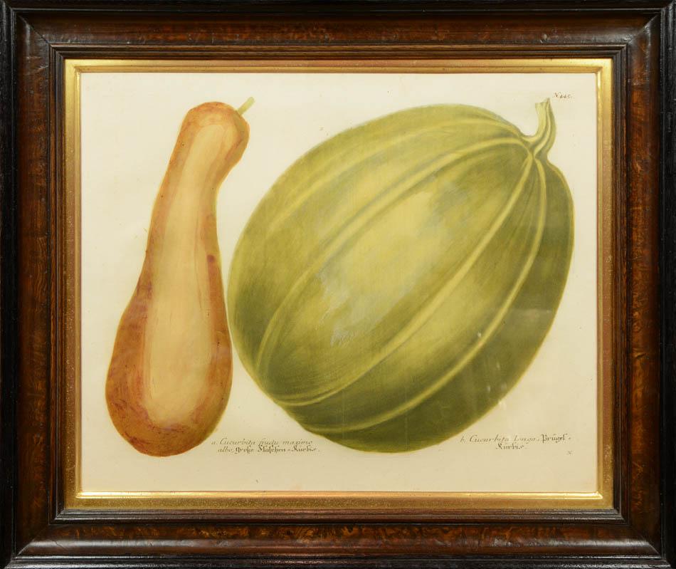Juego de cuatro calabazas - Print Naturalista de Johann Wilhelm Weinmann