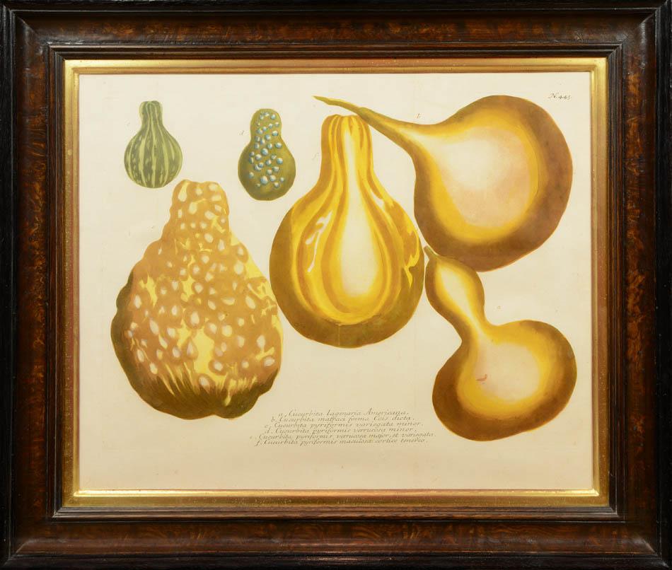 Johann Wilhelm Weinmann Still-Life Print - Set of Four Gourds