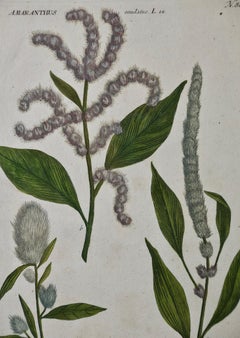 Flowering Livid Amaranth: 18th Century Hand-colored Weinmann Botanical Engraving