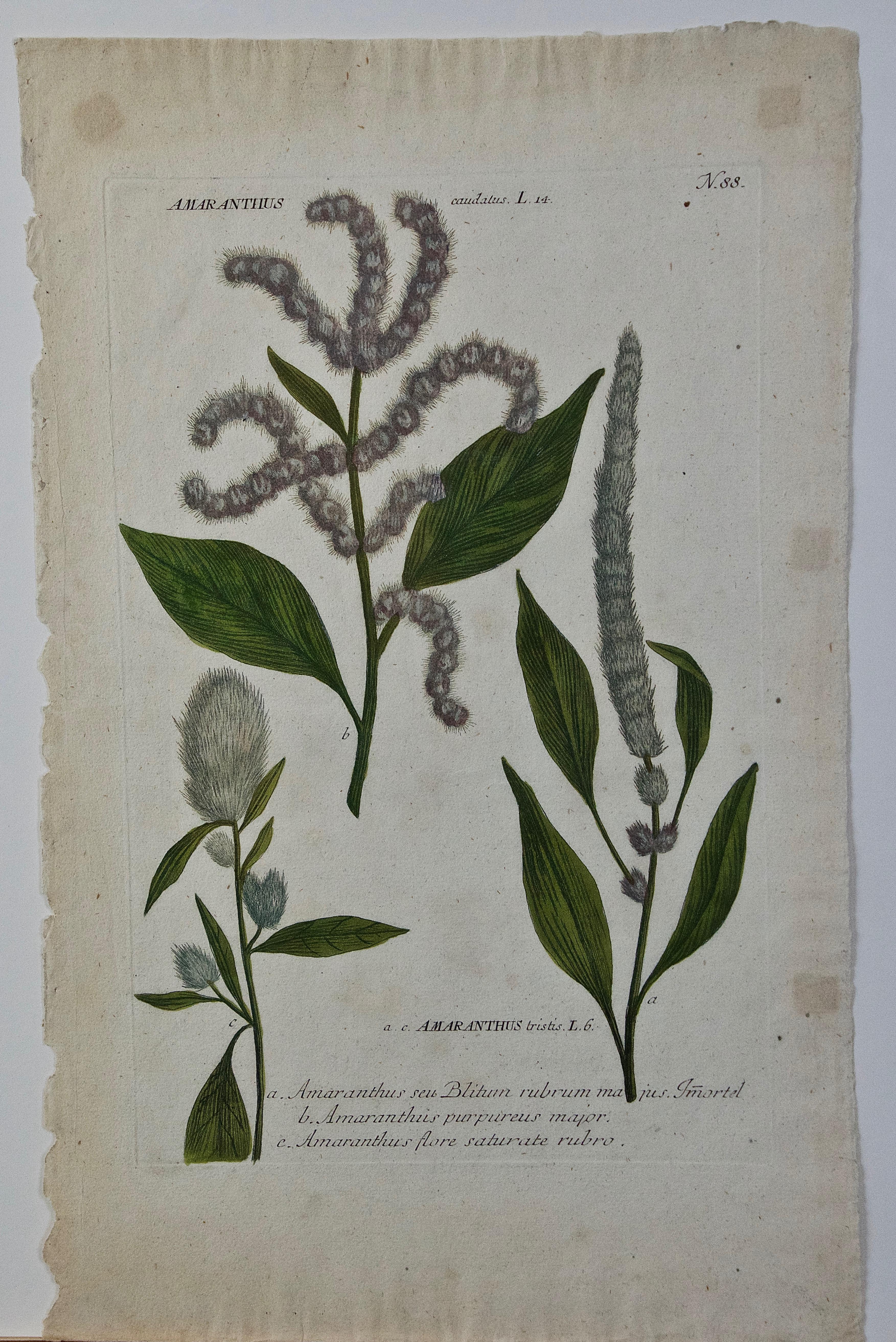 Amaranto lívido en flor: Grabado botánico Weinmann del siglo XVIII coloreado a mano