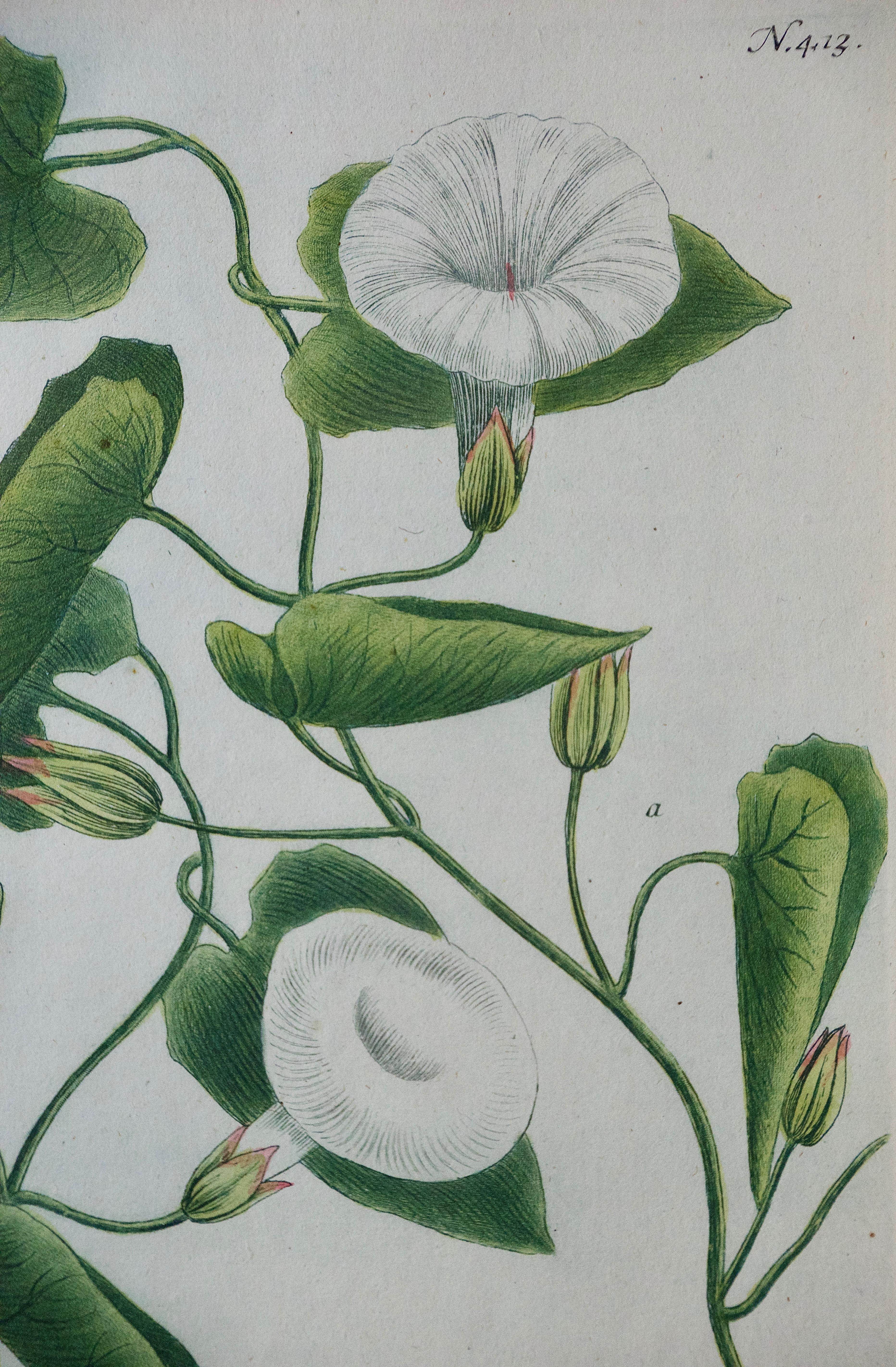 Weinmann 18th Century Hand Colored Botanical Engraving 