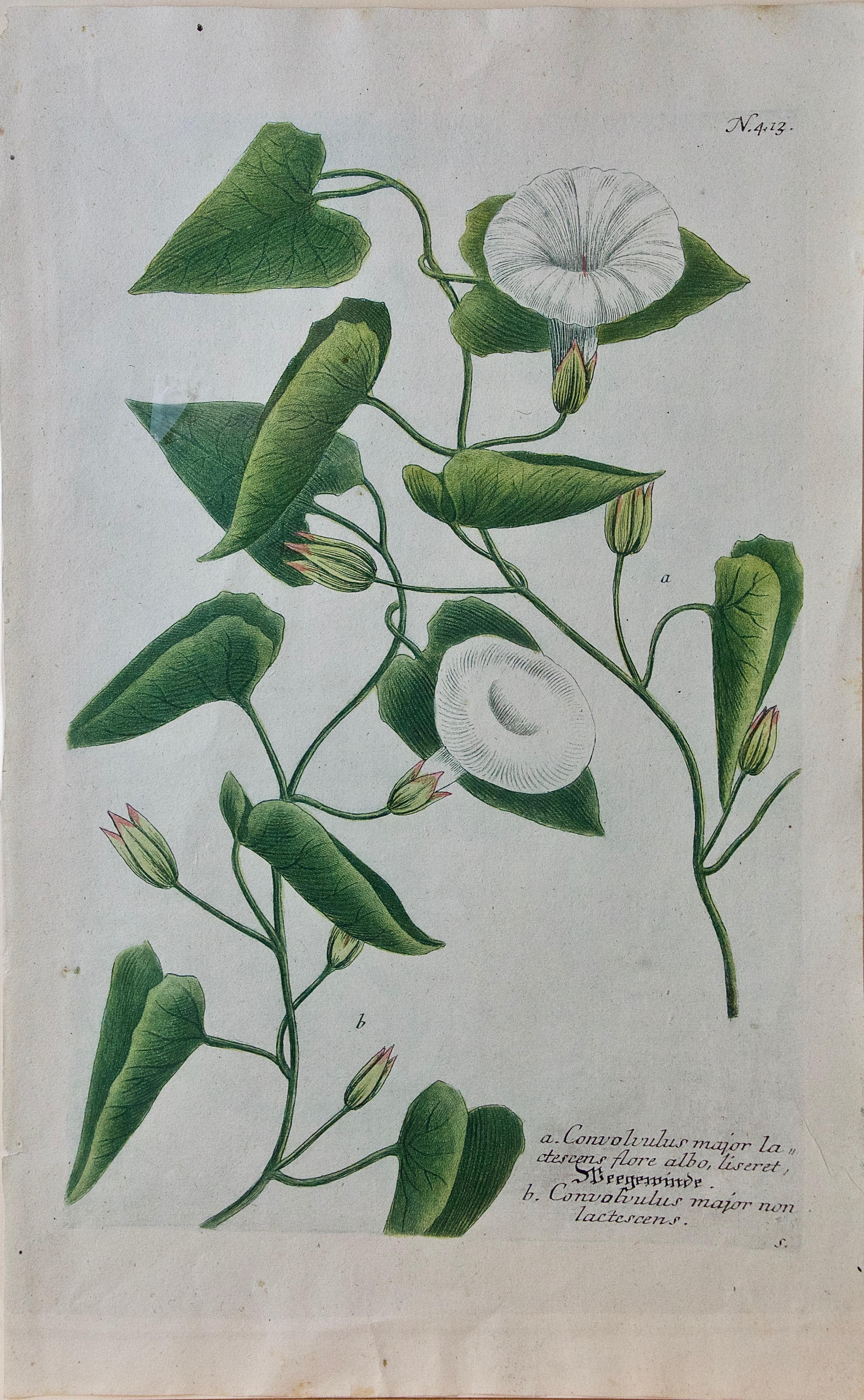 Johann Wilhelm Weinmann Still-Life Print - Weinmann 18th Century Hand Colored Botanical Engraving "Convolvulus" (Bindweed)