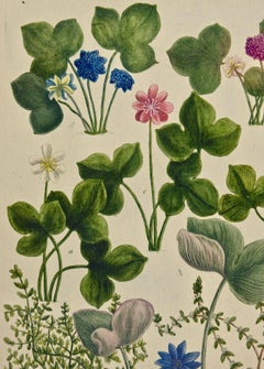 Weinmann 18th Century Hand Colored Botanical Engraving "Hepatica Nobilis Flore"