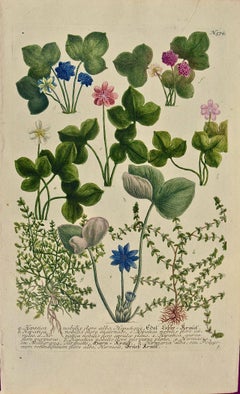 Weinmann 18th Century Hand Colored Botanical Engraving "Hepatica Nobilis Flore"