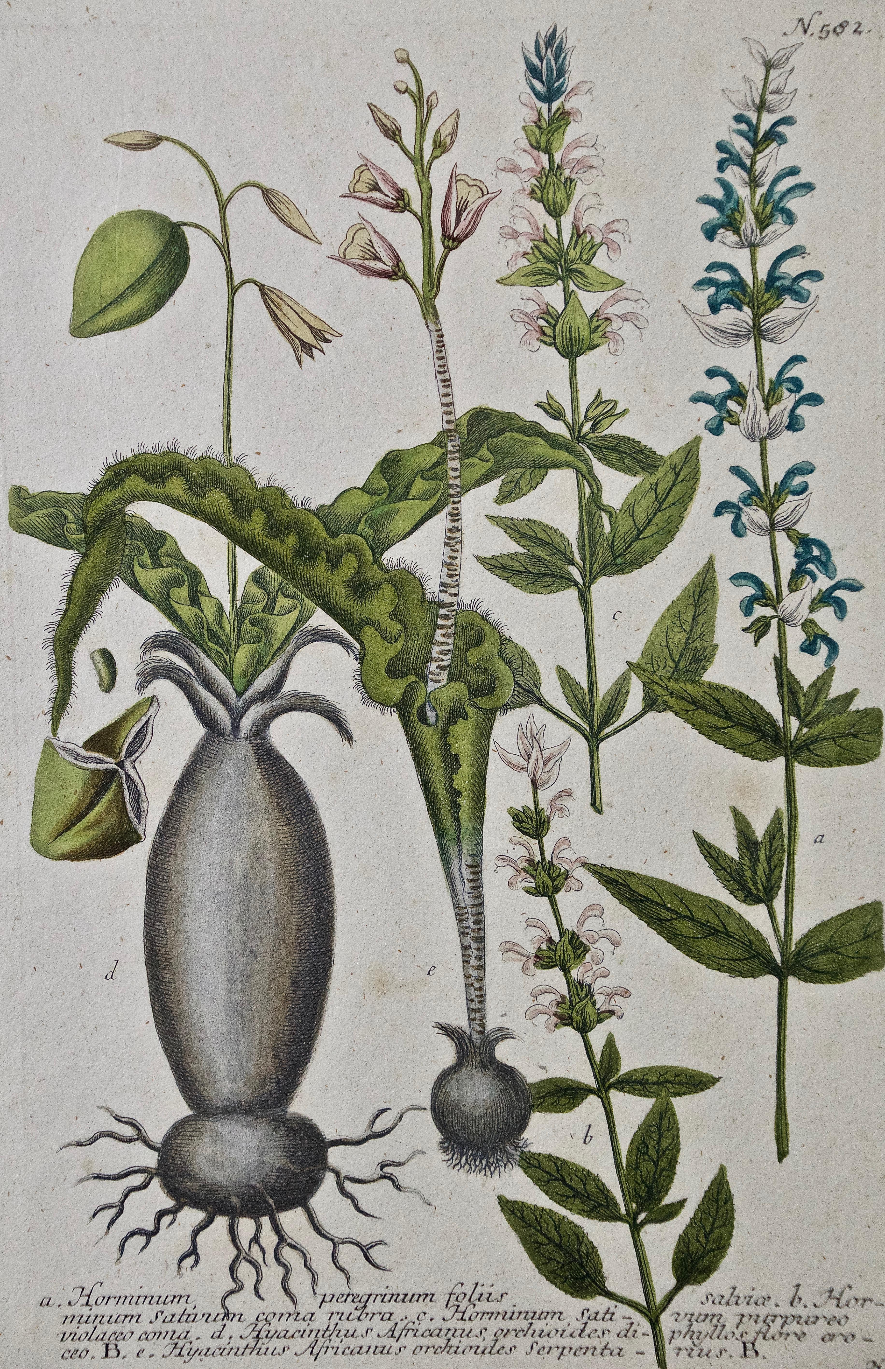 Mouchoir de dragon en fleurs : gravure botanique Weinmann du 18e siècle colorée à la main - Print de Johann Wilhelm Weinmann