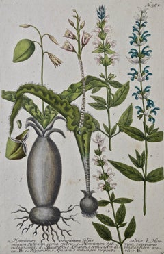 Flowering Dragonmouth: 18th Century Hand-colored Weinmann Botanical Engraving