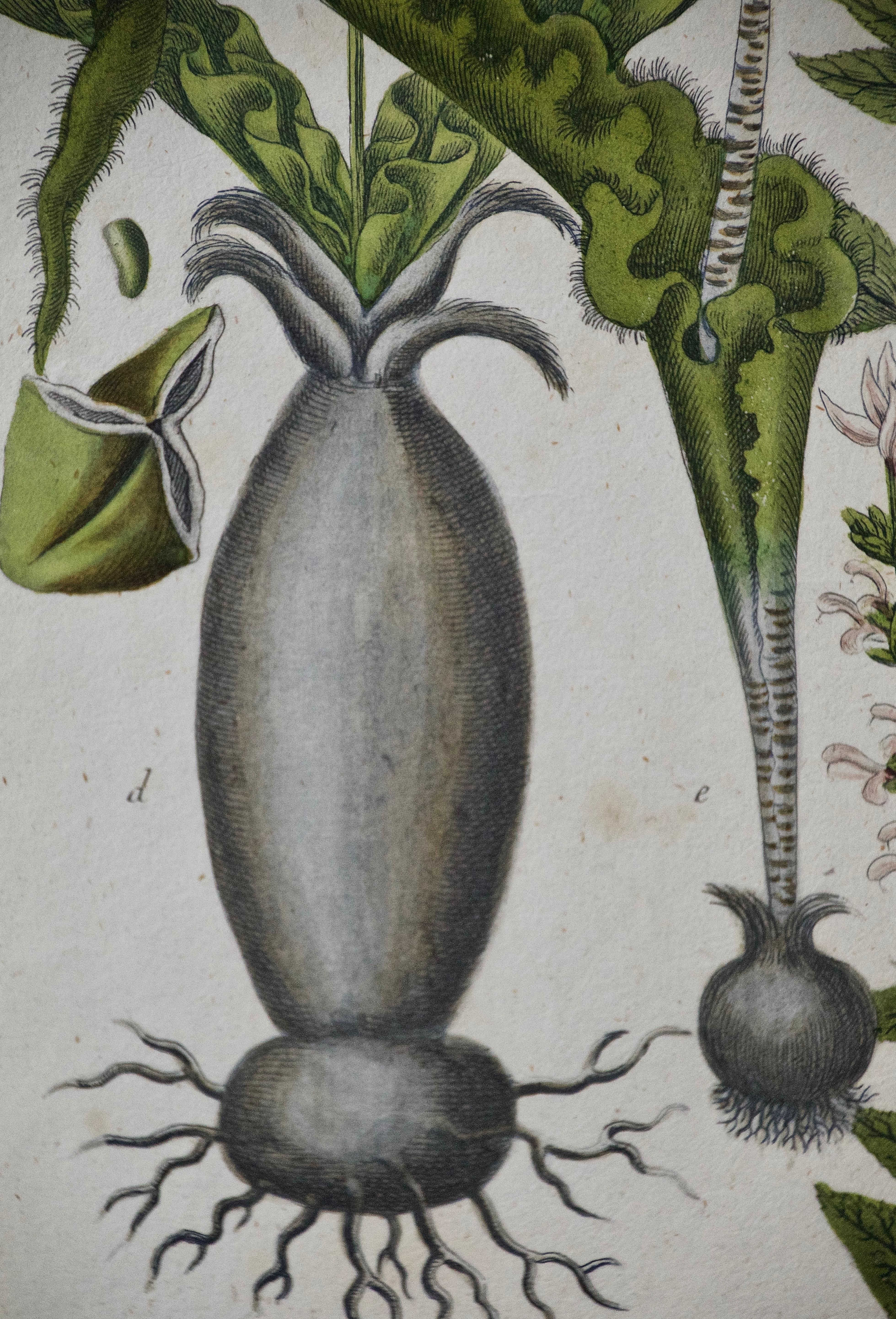 Mouchoir de dragon en fleurs : gravure botanique Weinmann du 18e siècle colorée à la main - Naturalisme Print par Johann Wilhelm Weinmann