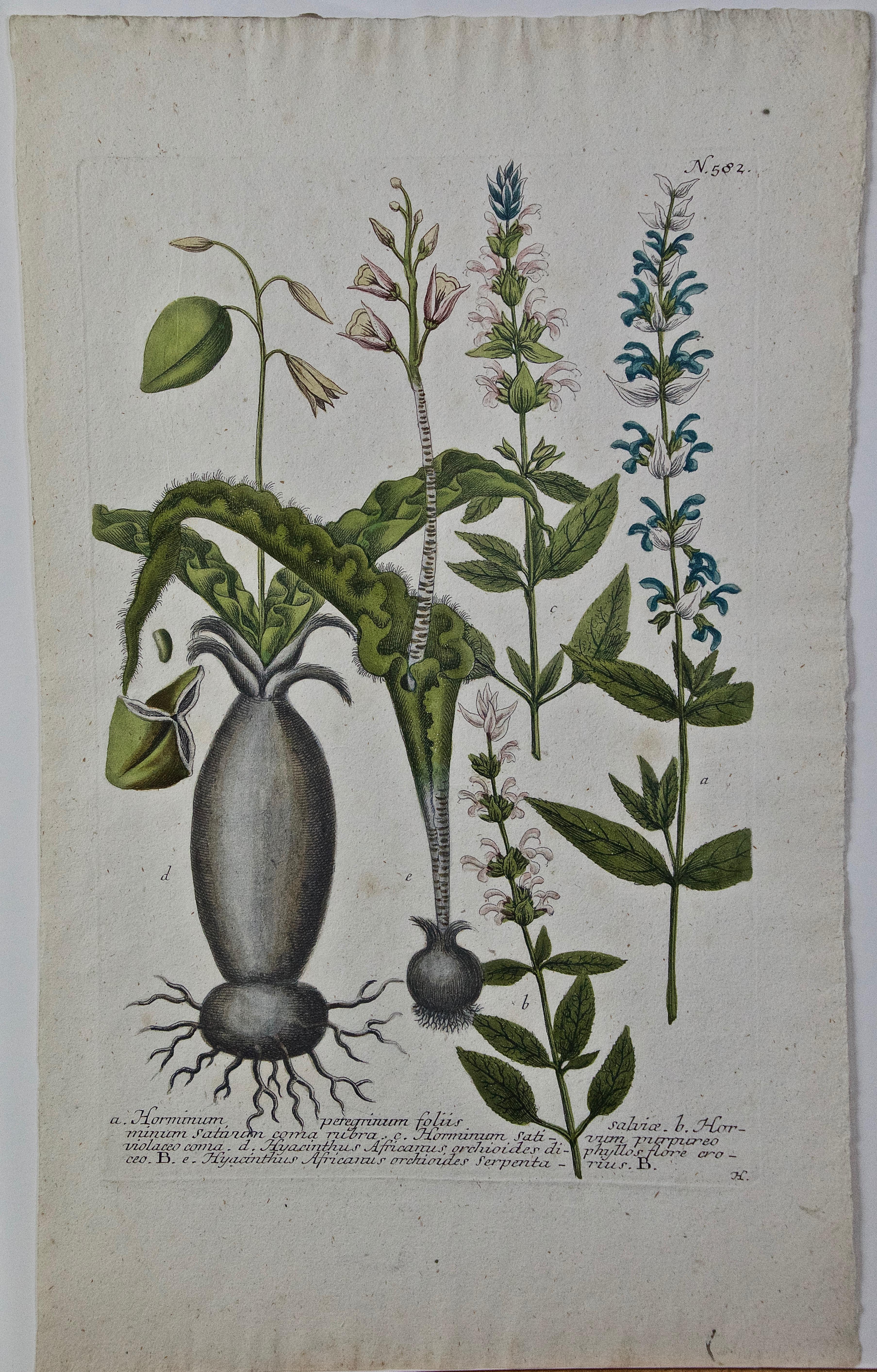 Johann Wilhelm Weinmann Still-Life Print - Weinmann 18th Century Hand Colored Botanical Engraving "Horminum Peregrinum"