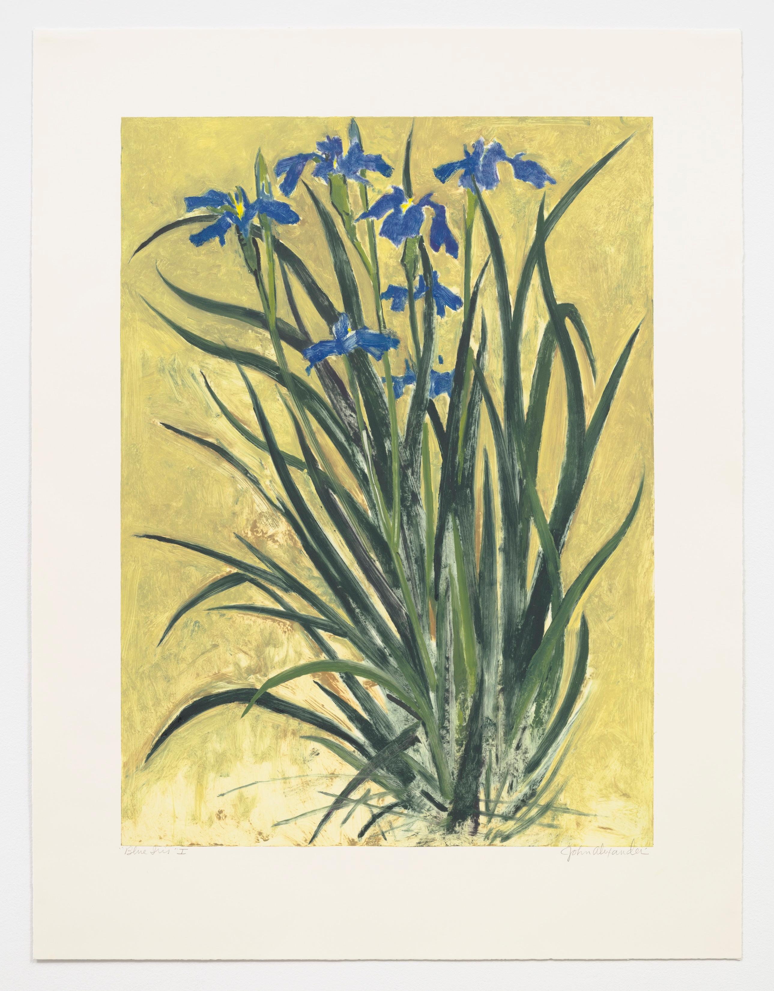 Blue Iris - Print by John Alexander