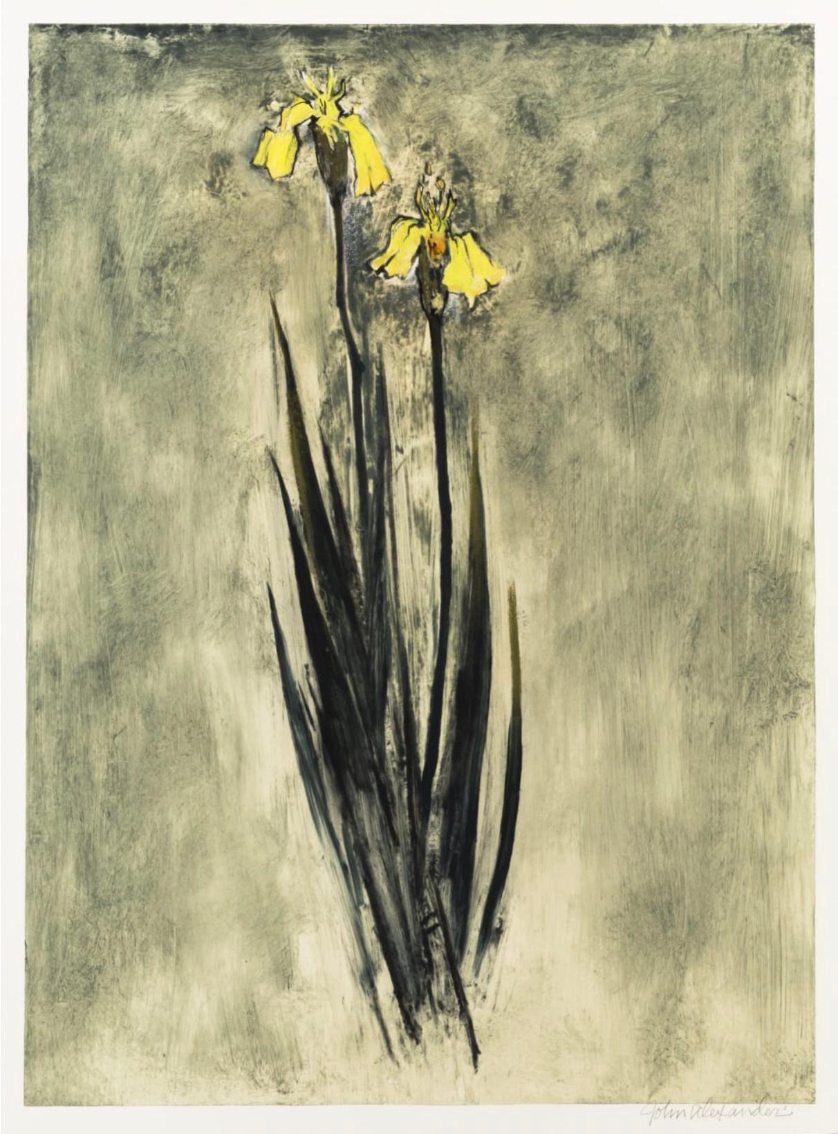 Single Iris - Print by John Alexander