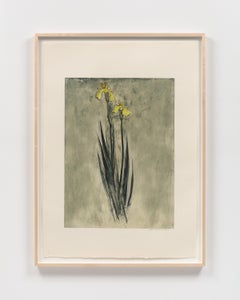 Einzelne Iris