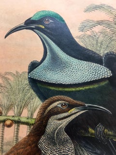 Superb Caspedophora Intercendens Bird lithographed by the ornithologists Gould