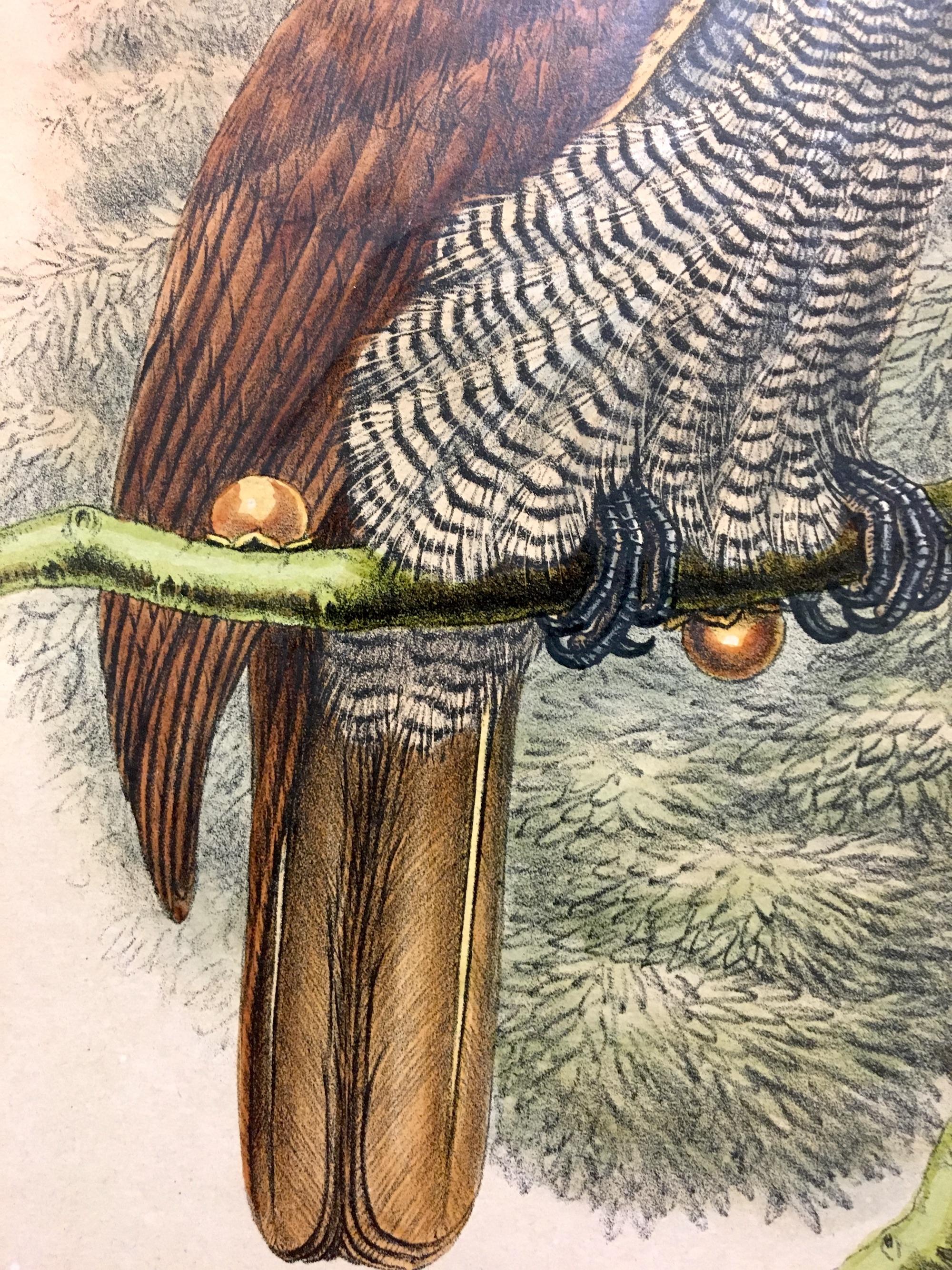 Superb Caspedophora Intercendens Bird litographed by the ornithologists Gould - Print Naturalismo di John and Elizabeth Gould