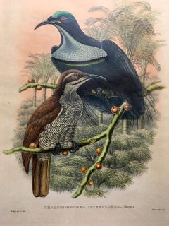 Superb Caspedophora Intercendens Bird lithographed by the ornithologists Gould
