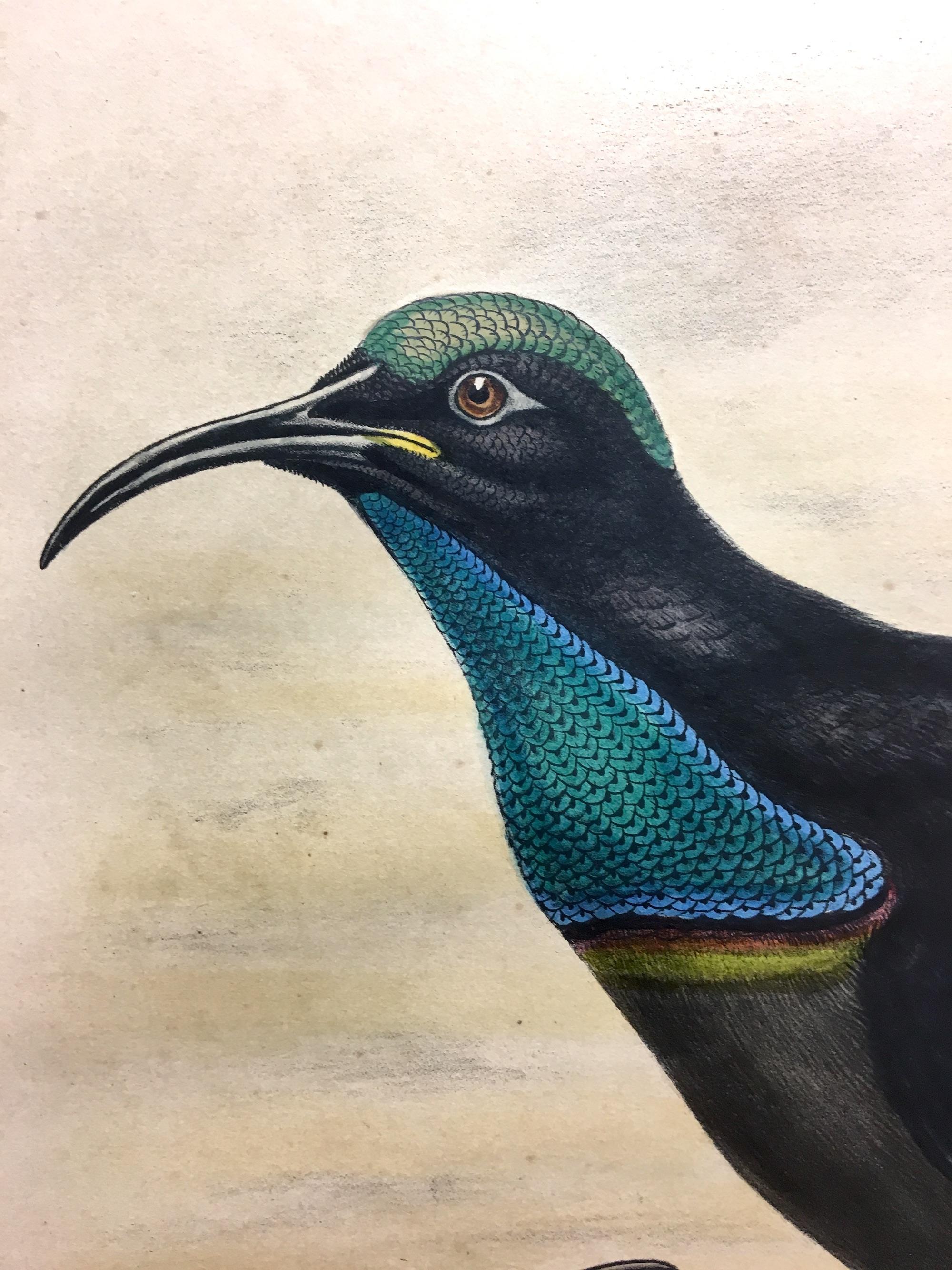 Magnífica Craspedophora Alberti Bird litografiada por los ornitólogos Gould - Print de John and Elizabeth Gould