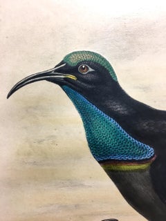 Superb Craspedophora Alberti Bird lithographed by the ornithologists Gould