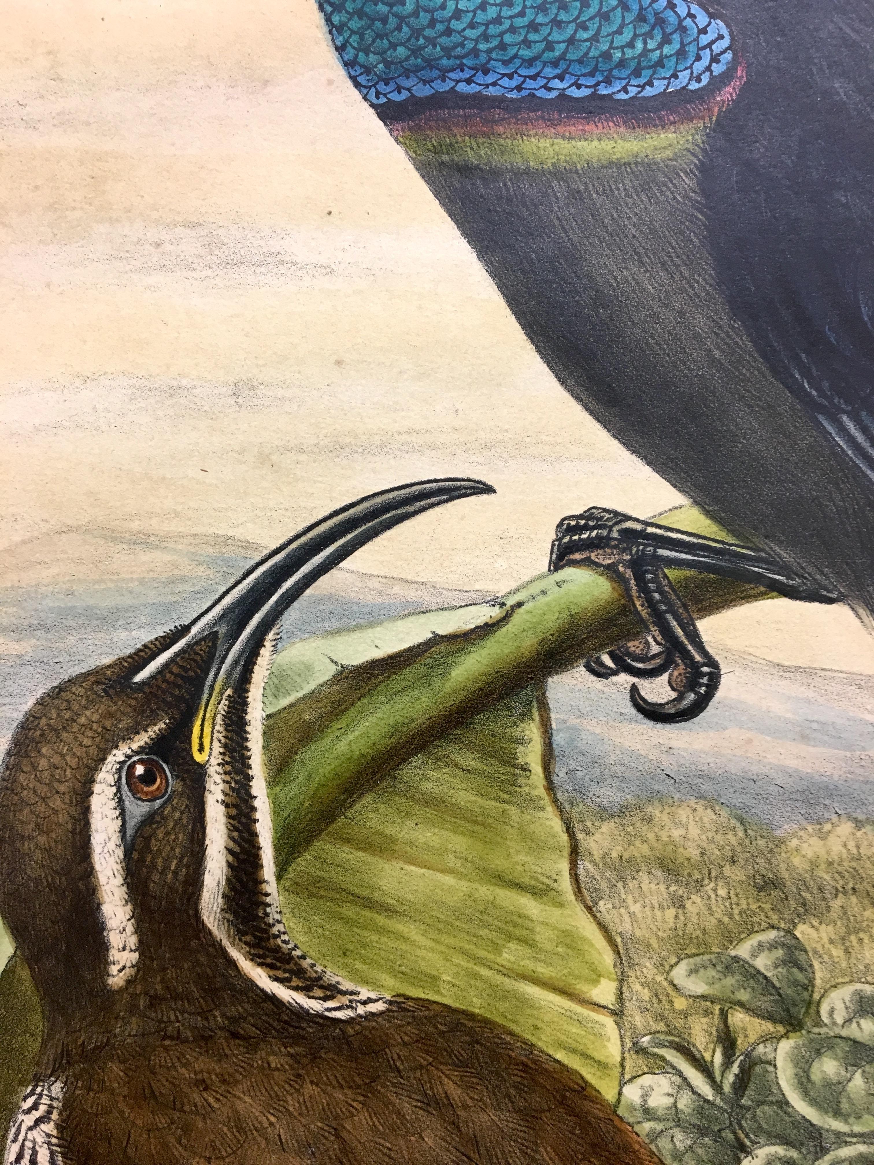 Esta lámina es única por la inconfundible belleza de la especie de ave y por la gran habilidad científica y artística con que Elisabeth y John Gould la plasmaron.

El precio indicado destaca la brillantez de los colores, el excelente estado de