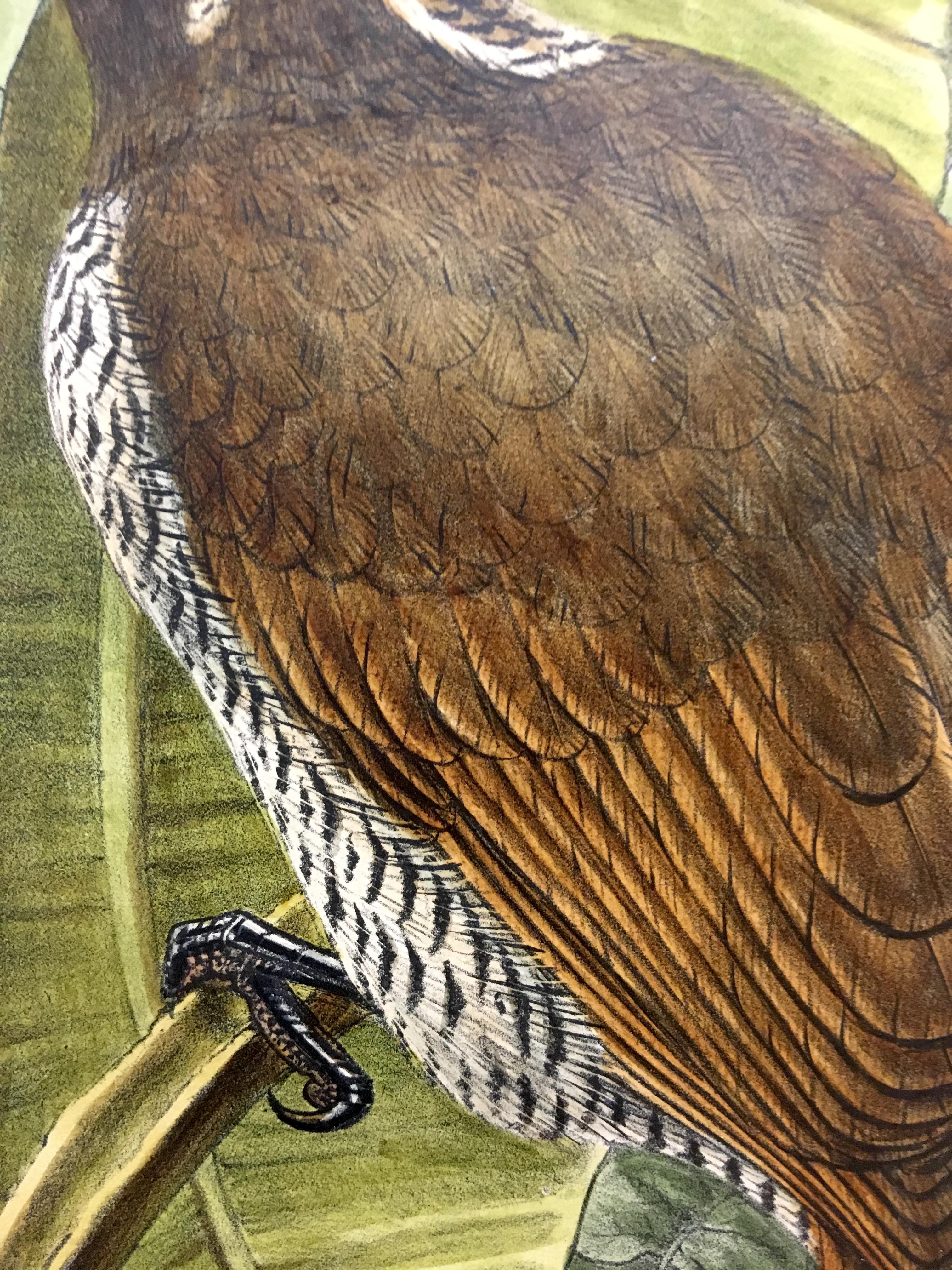 Magnífica Craspedophora Alberti Bird litografiada por los ornitólogos Gould en venta 1