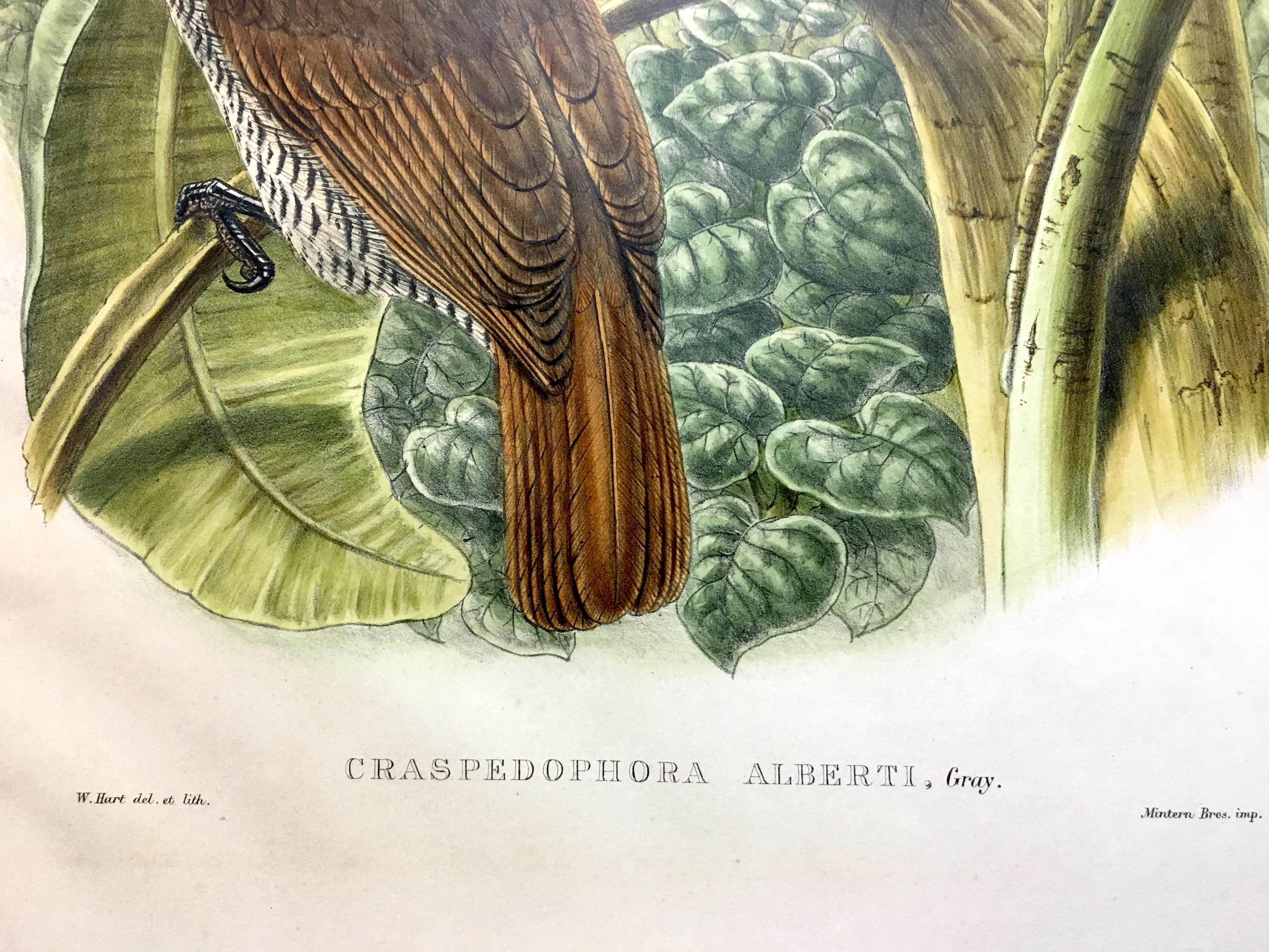 Magnífica Craspedophora Alberti Bird litografiada por los ornitólogos Gould en venta 2