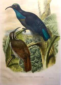 Magnífica Craspedophora Alberti Bird litografiada por los ornitólogos Gould