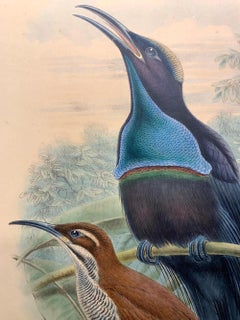 Superb Craspedophora Magnifica Bird lithographed by the ornithologists Gould
