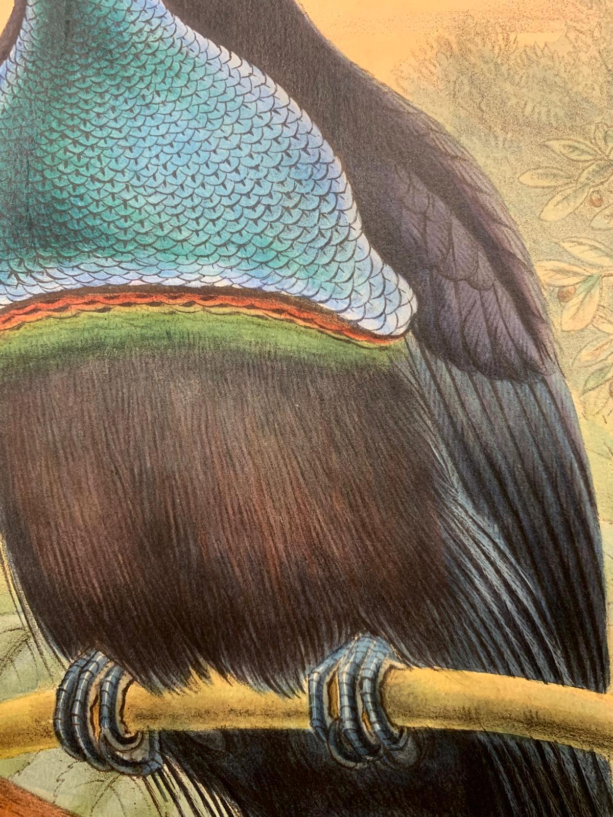 Superb Craspedophora Magnifica Bird litographed by the ornithologists Gould - Print Naturalismo di John and Elizabeth Gould