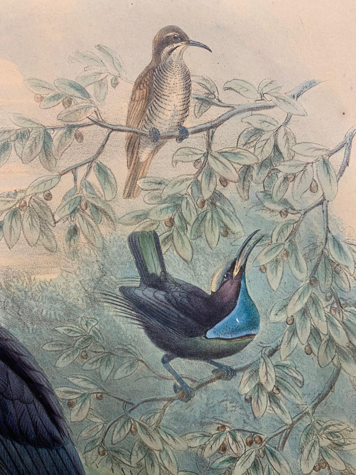 Superb Craspedophora Magnifica Bird litographed by the ornithologists Gould - Animal Print Beige di John and Elizabeth Gould