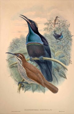 Magnífico pájaro Craspedophora Magnifica litografiado por los ornitólogos Gould