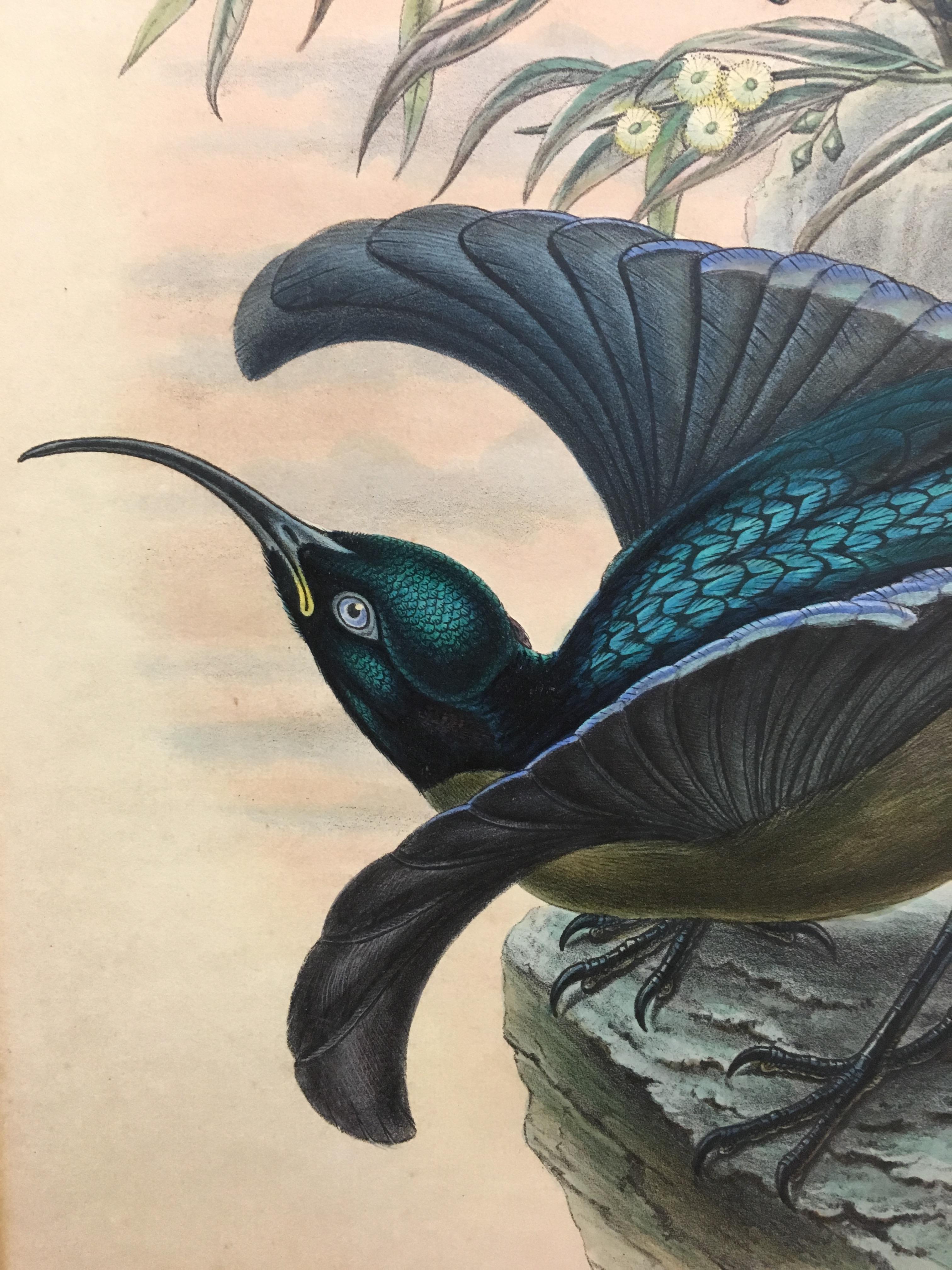 Superb Epimachus Meyeri Bird litographed by the ornithologists Gould - Print di John and Elizabeth Gould
