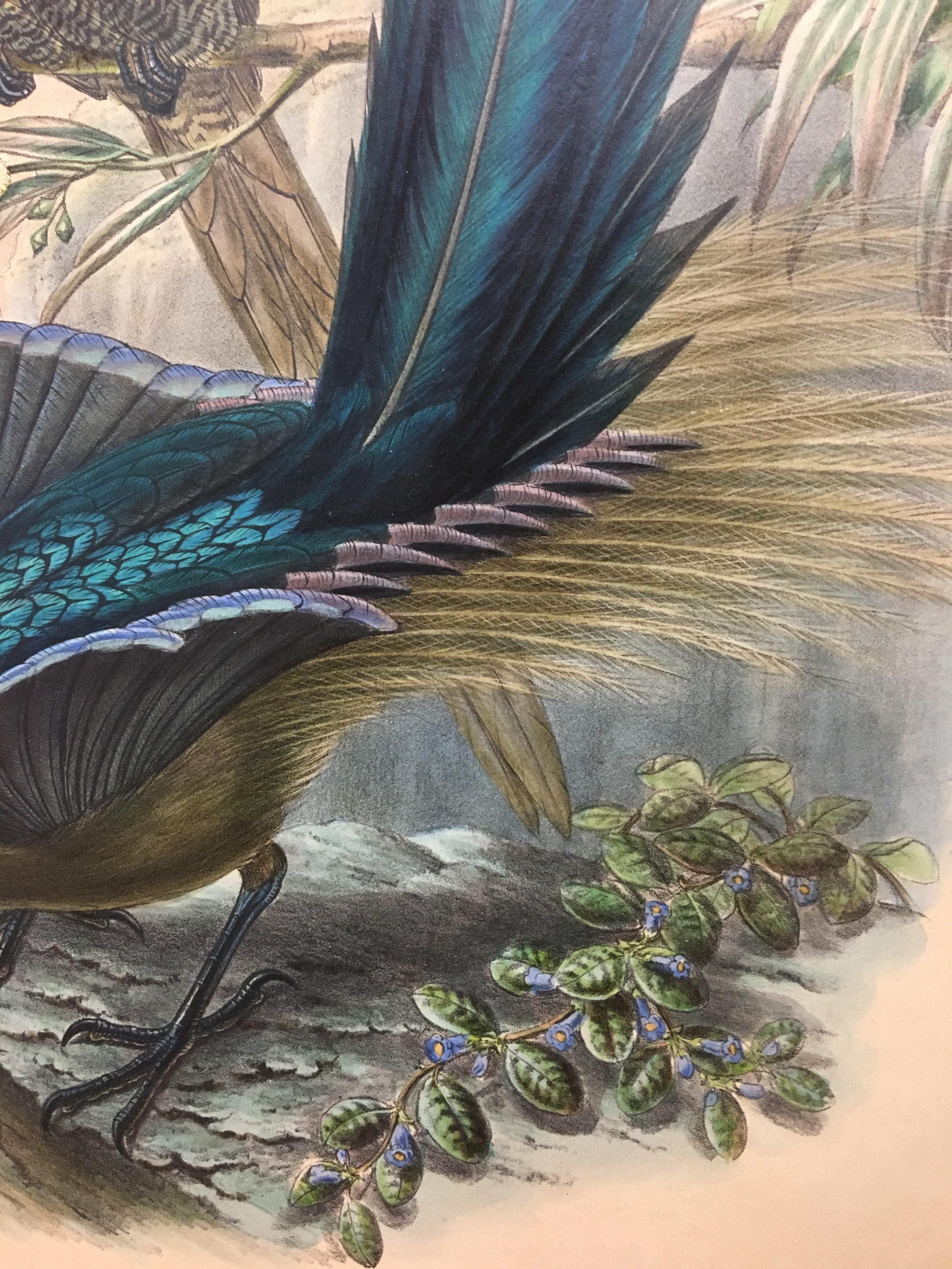 Superb Epimachus Meyeri Bird litographed by the ornithologists Gould - Print Naturalismo di John and Elizabeth Gould