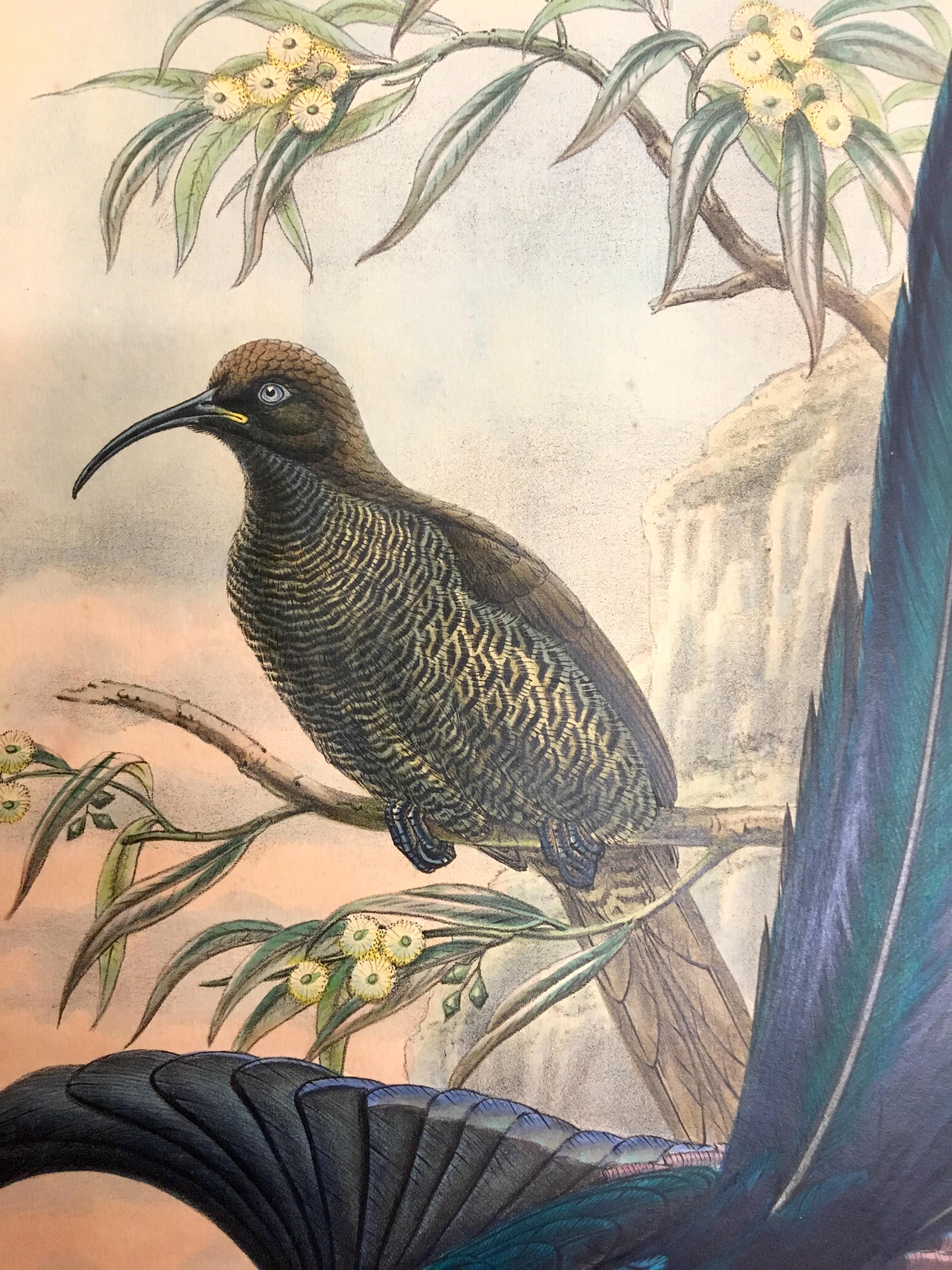 Superb Epimachus Meyeri Bird litographed by the ornithologists Gould - Animal Print Brown di John and Elizabeth Gould