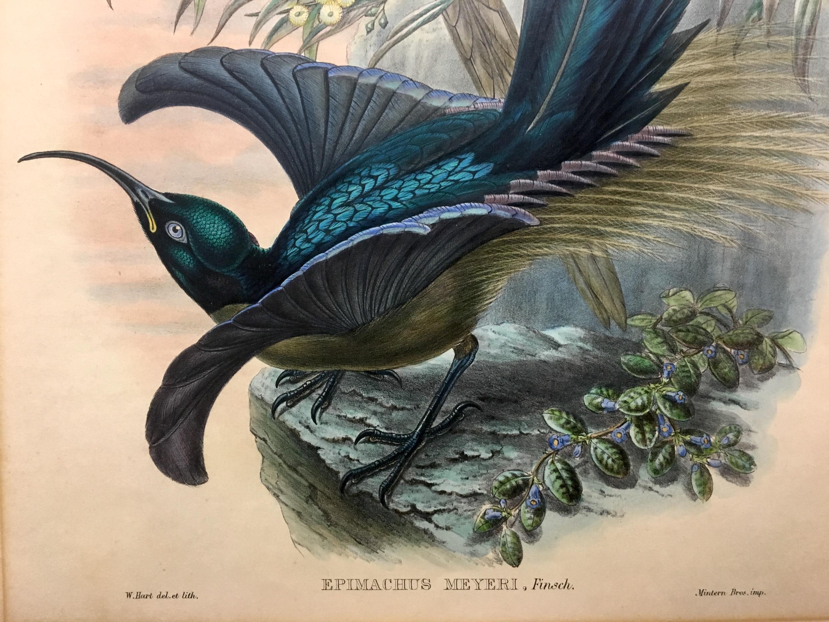 This plate is unique because of the bird species' unmistakable beauty and the great scientific and artistic skill with which Elisabeth and Jhon Gould rendered it.

The price quoted highlights the brilliance of the colours, the excellent state of