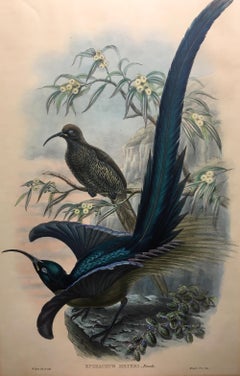 Magnífico pájaro Epimachus Meyeri litografiado por los ornitólogos Gould