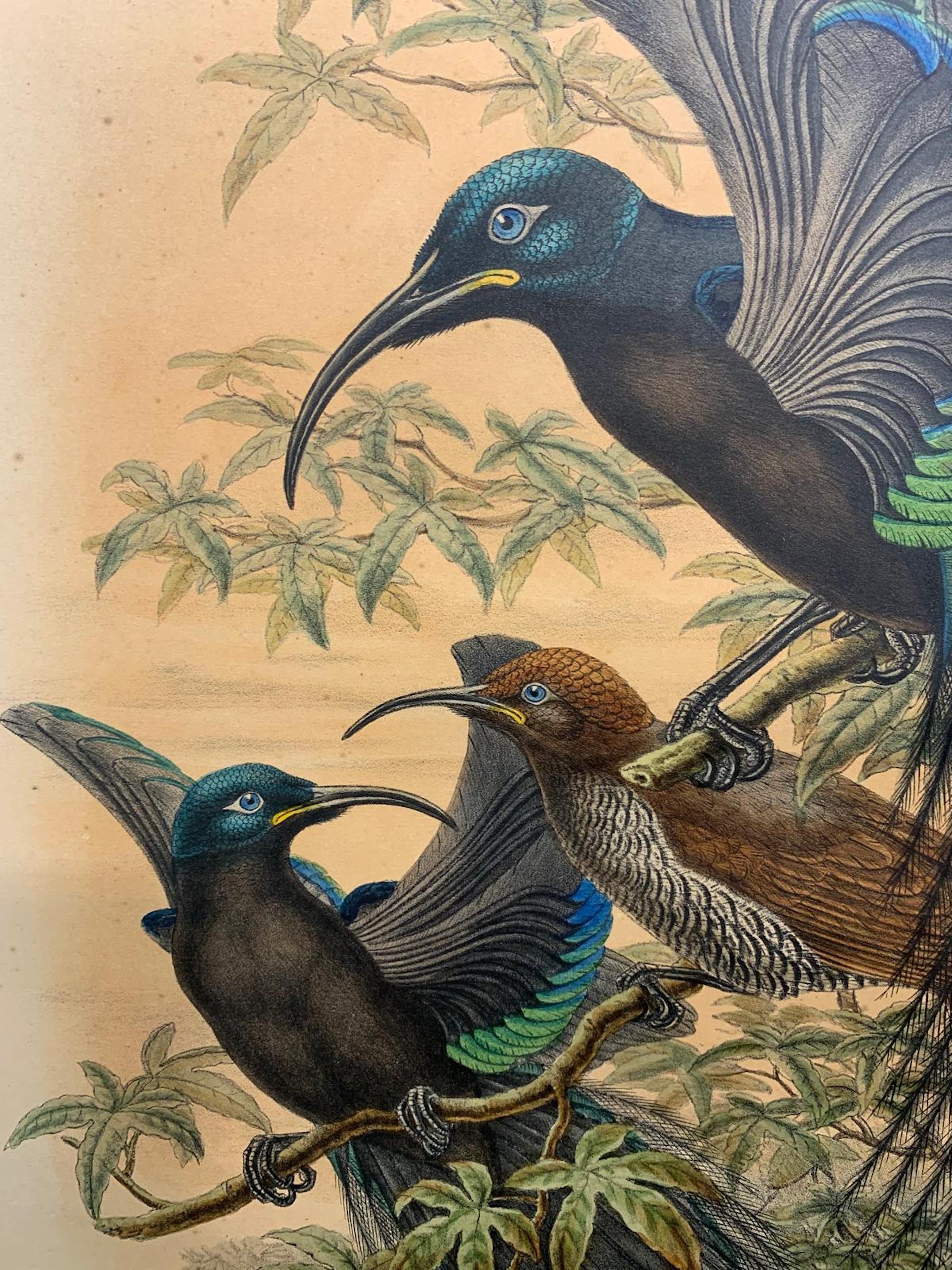 Magnífico pájaro Epimachus Speciosus litografiado por los ornitólogos Gould - Print de John and Elizabeth Gould