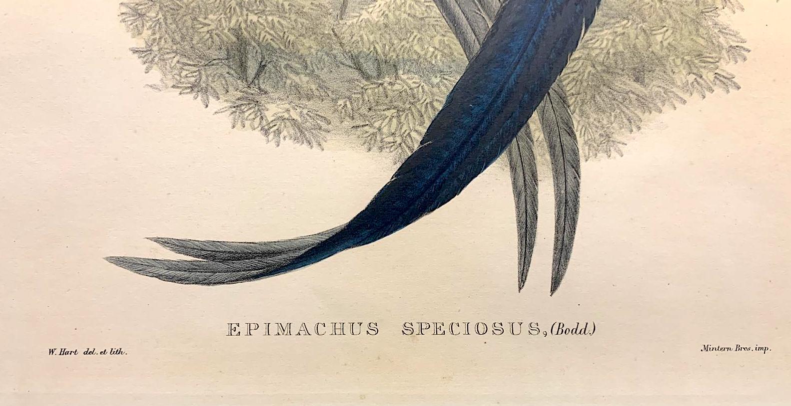 Magnífico pájaro Epimachus Speciosus litografiado por los ornitólogos Gould - Print Naturalista de John and Elizabeth Gould
