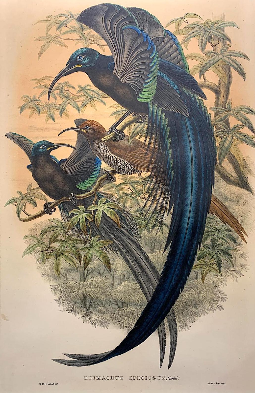 Animal Print de John and Elizabeth Gould - Magnífico pájaro Epimachus Speciosus litografiado por los ornitólogos Gould