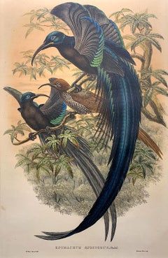 Magnífico pájaro Epimachus Speciosus litografiado por los ornitólogos Gould