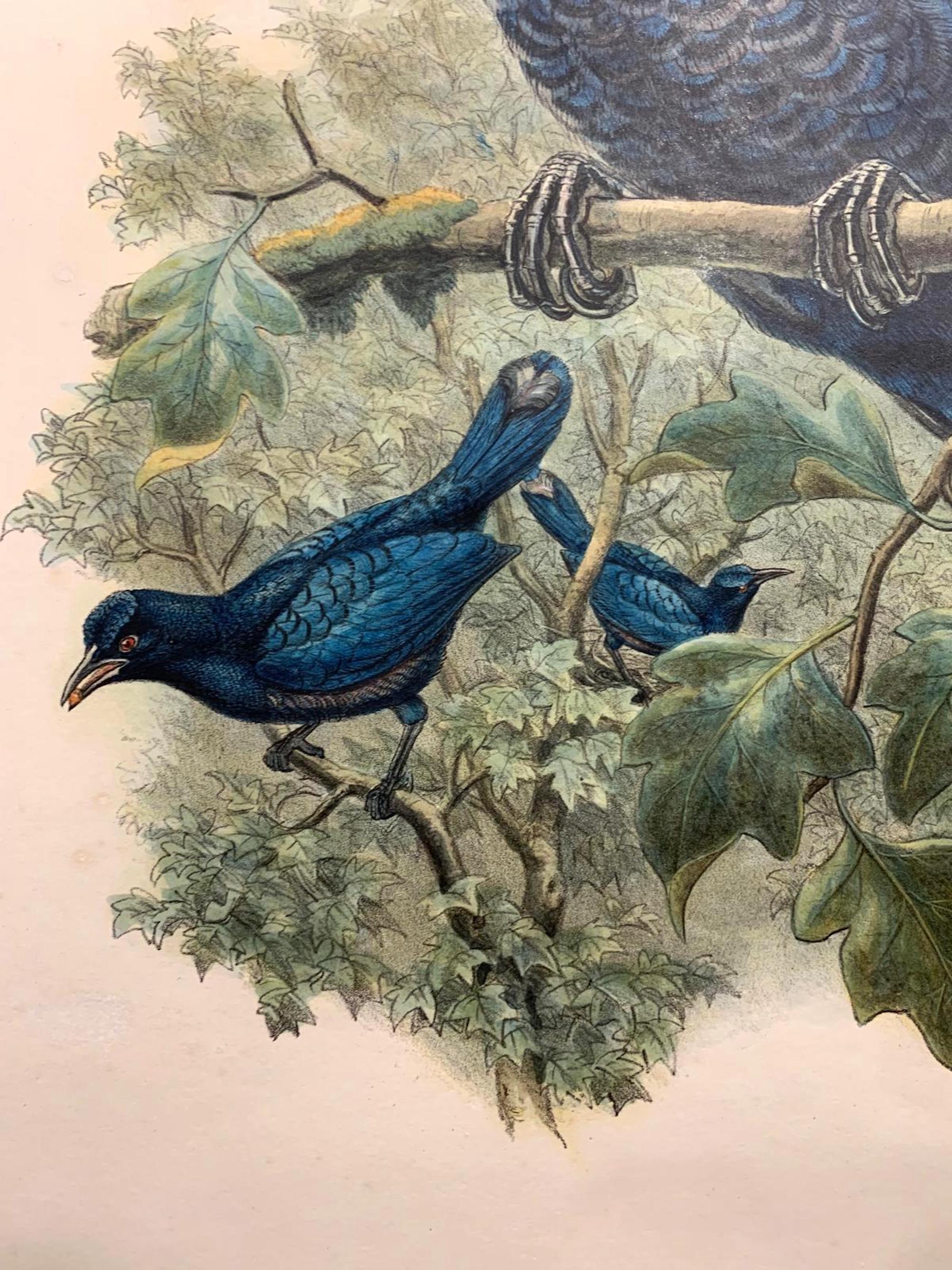Superb Manucodia Comrii  Bird lithographed by the ornithologists Gould - Naturalistic Print by John and Elizabeth Gould