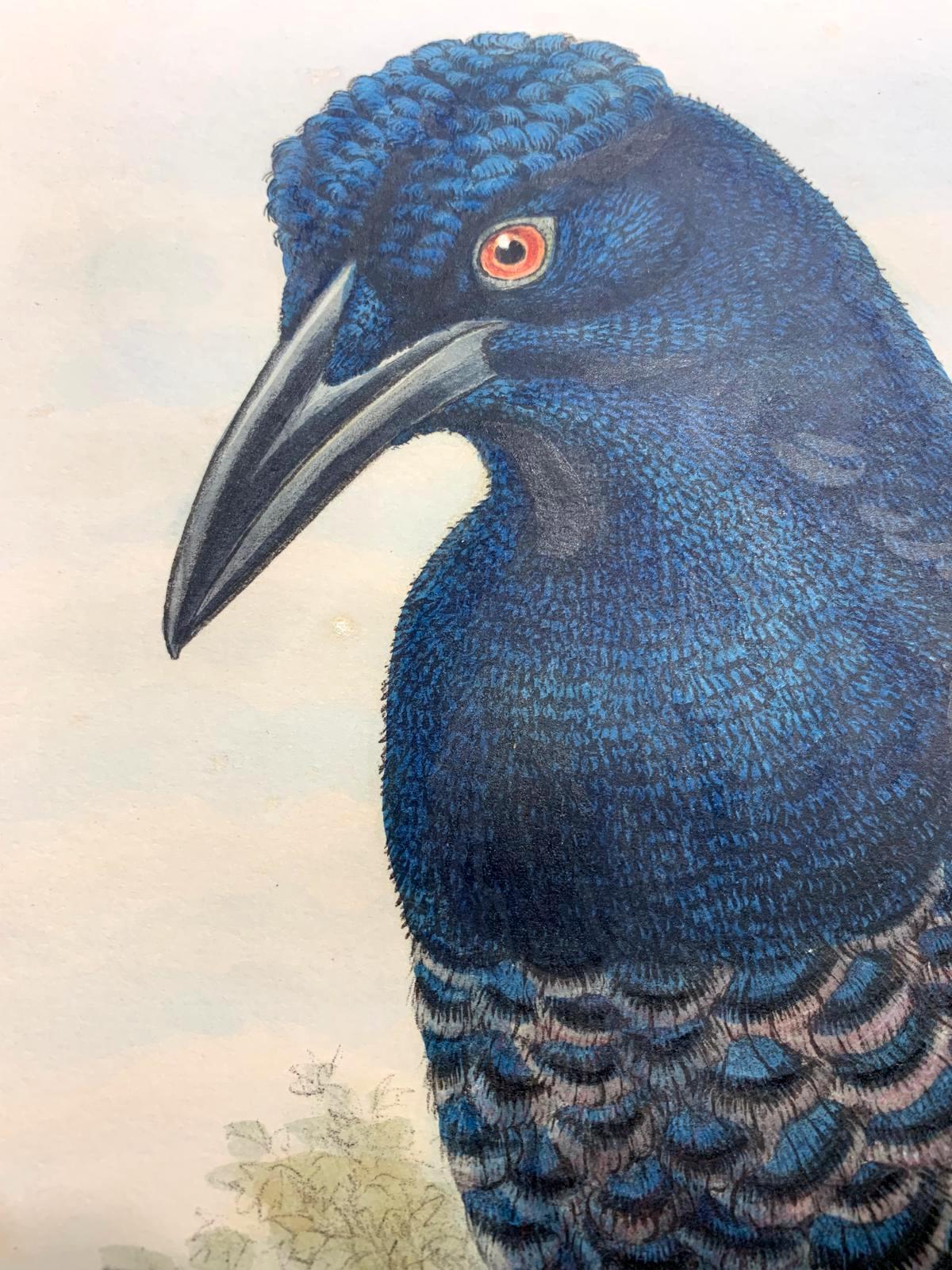 Superb Manucodia Comrii  Bird lithographed by the ornithologists Gould - Beige Animal Print by John and Elizabeth Gould