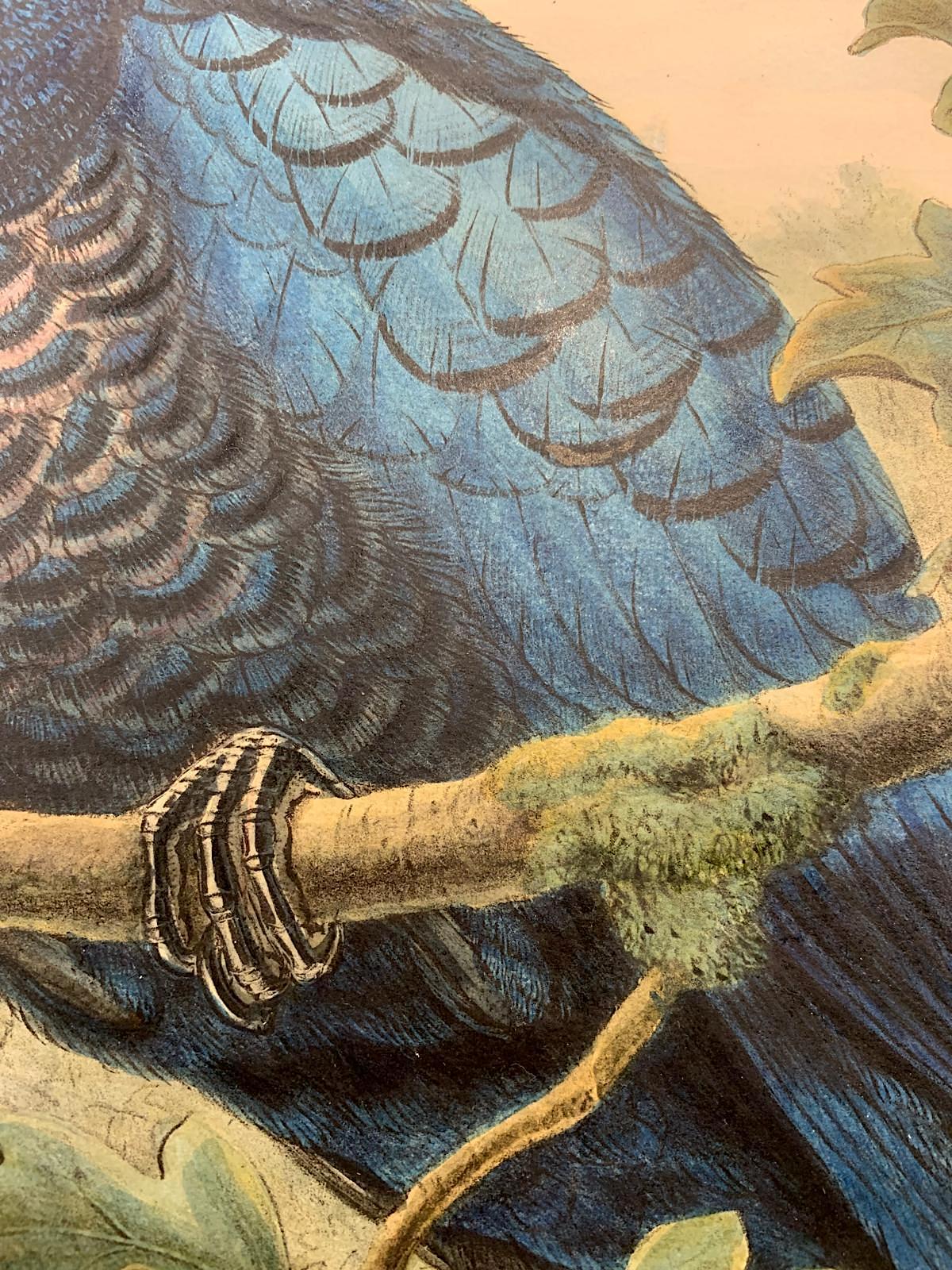 This plate is unique because of the bird species' unmistakable beauty and the great scientific and artistic skill with which Elisabeth and Jhon Gould rendered it.

The price quoted highlights the brilliance of the colors, the excellent state of