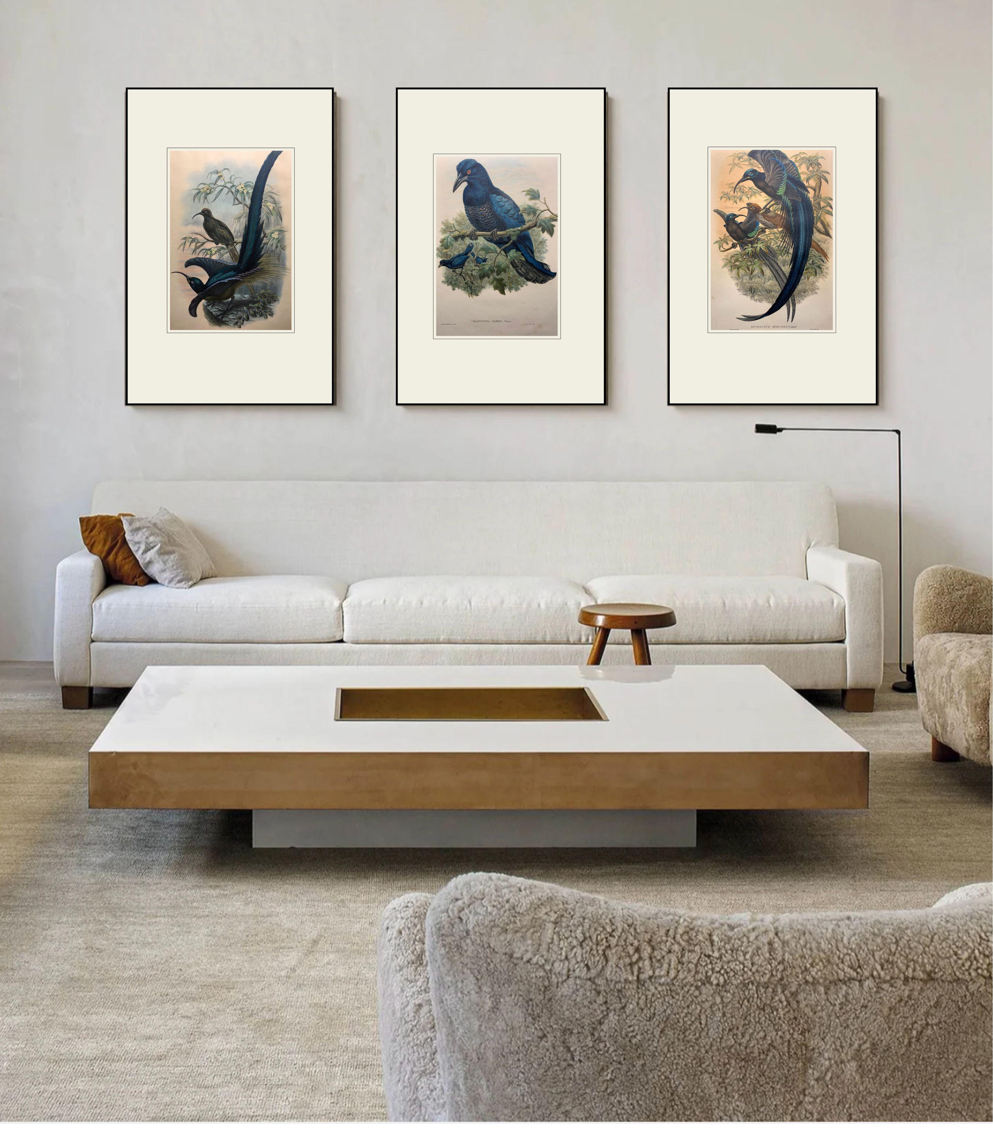 Superb Manucodia Comrii  Bird lithographed by the ornithologists Gould For Sale 1
